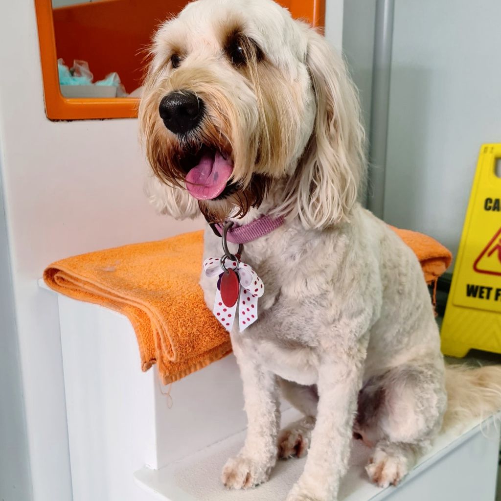 Home K9 Groomers Orewa Dog Groomers