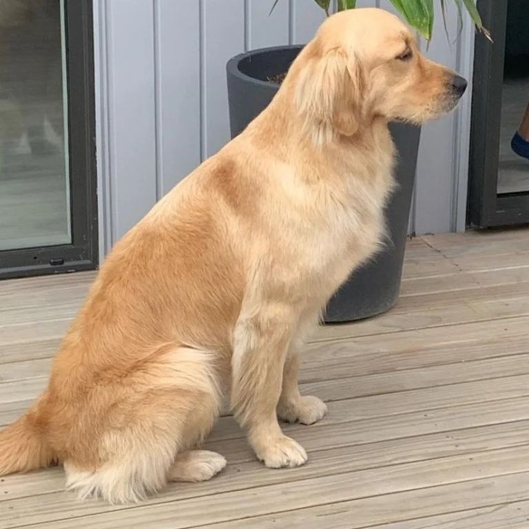 Home K9 Groomers Orewa Dog Groomers