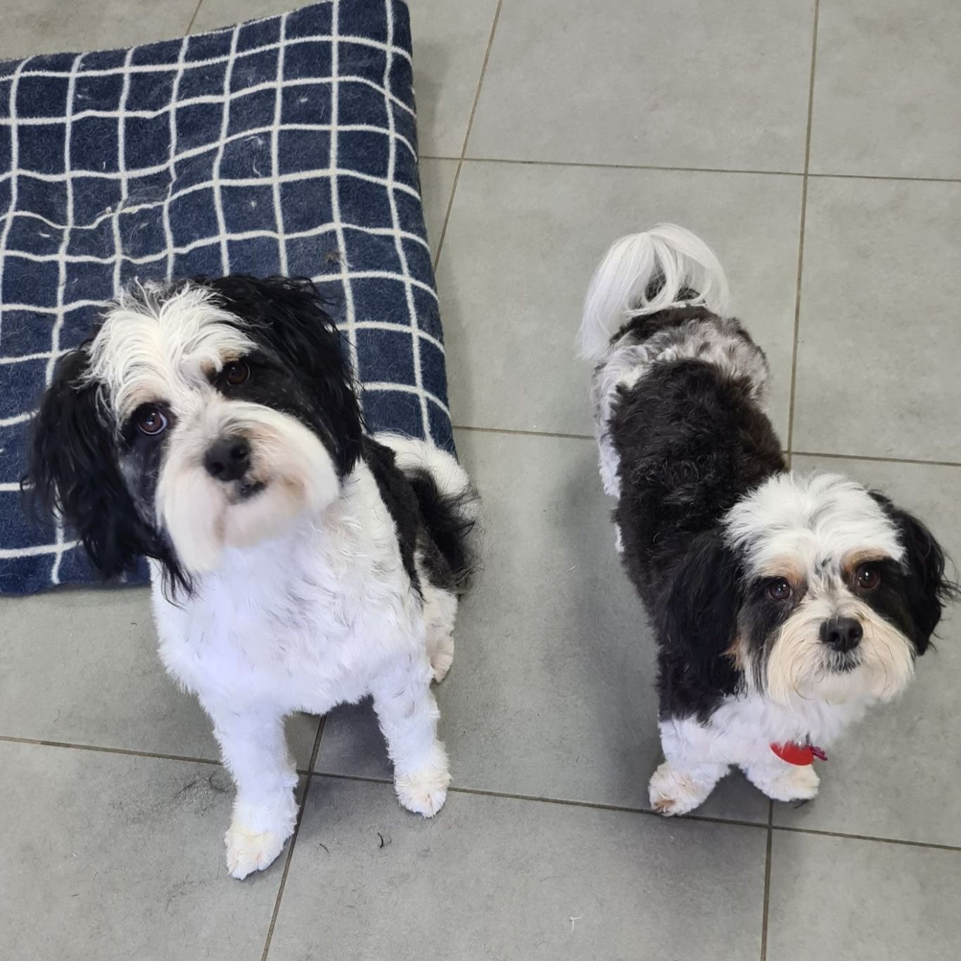 Home K9 Groomers Orewa Dog Groomers