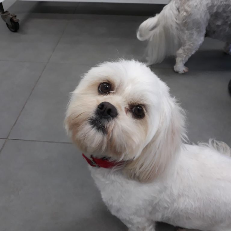 Home K9 Groomers Orewa Dog Groomers