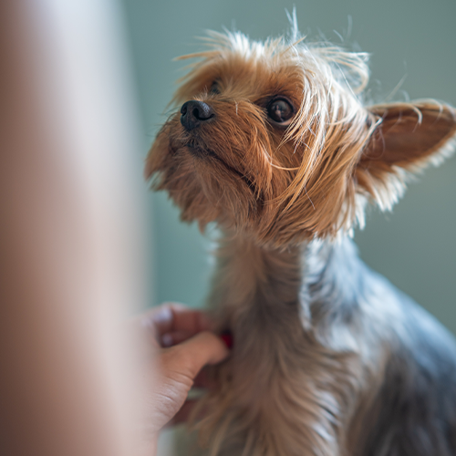 Services K9 Groomers Orewa Dog Groomers